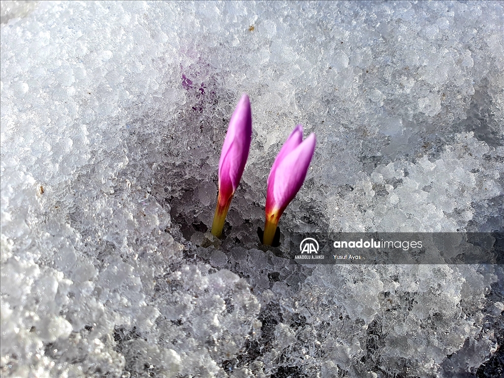 Erzurum'un yükseklerinin bir yanı kar, bir yanı bahar