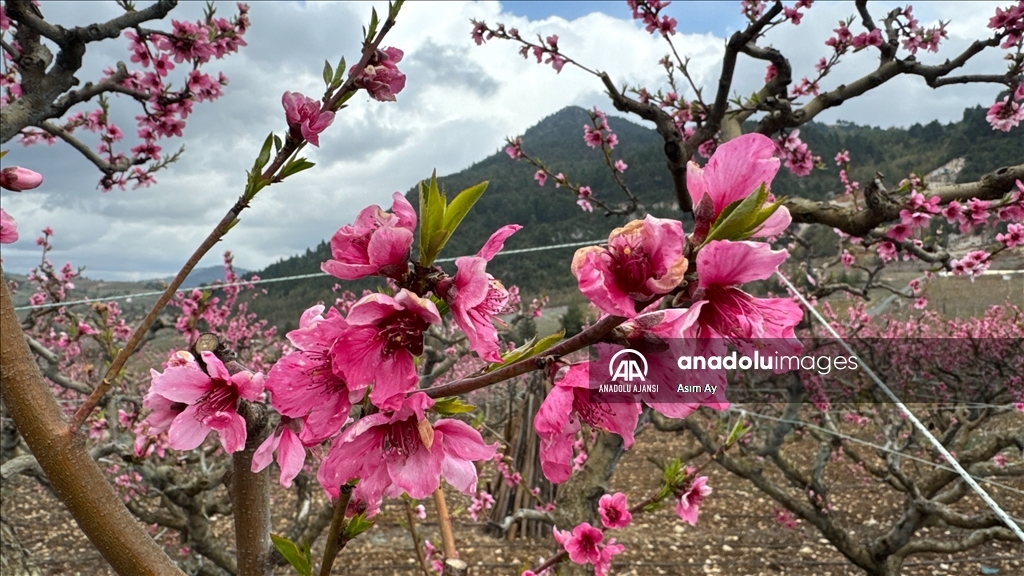 Güzelyayla’da bahar güzelliği
