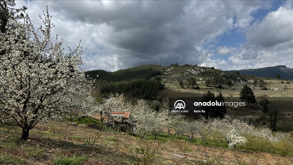 Güzelyayla’da bahar güzelliği