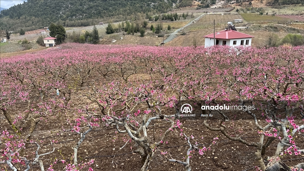 Güzelyayla’da bahar güzelliği