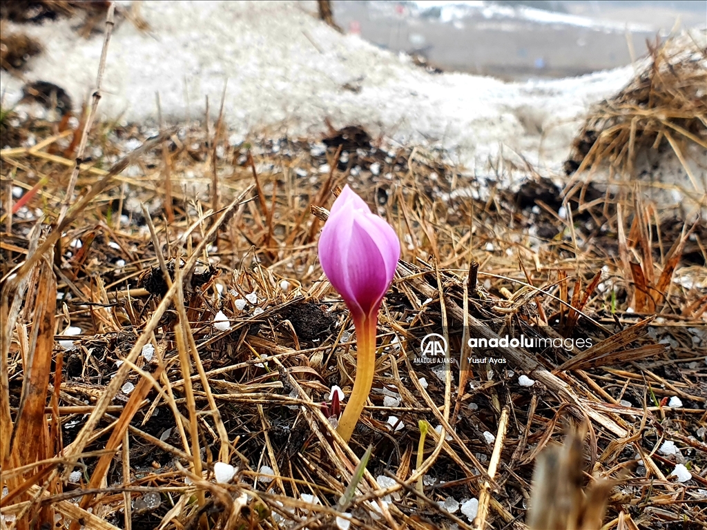 Erzurum'un yükseklerinin bir yanı kar, bir yanı bahar