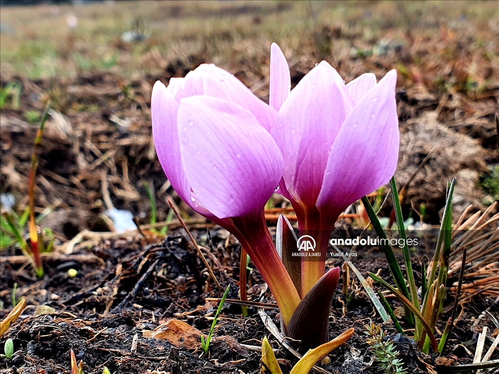 Erzurum'un yükseklerinin bir yanı kar, bir yanı bahar