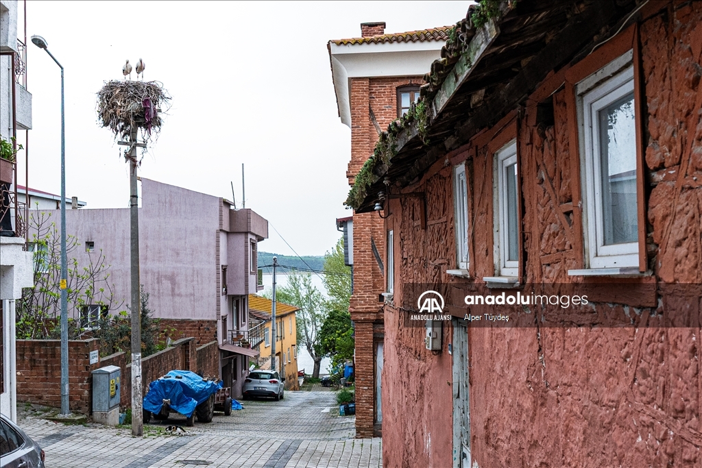 Yaren leyleğin yavrusu Bursa'da