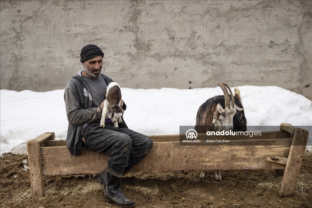 Ajeldarên Tunceliyî bi xwedîkirina karik û berxikan pêşwaziya biharê dikin 1