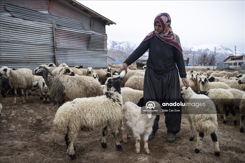 Tuncelili besiciler baharın müjdecisi oğlak ve kuzuları büyütme telaşında