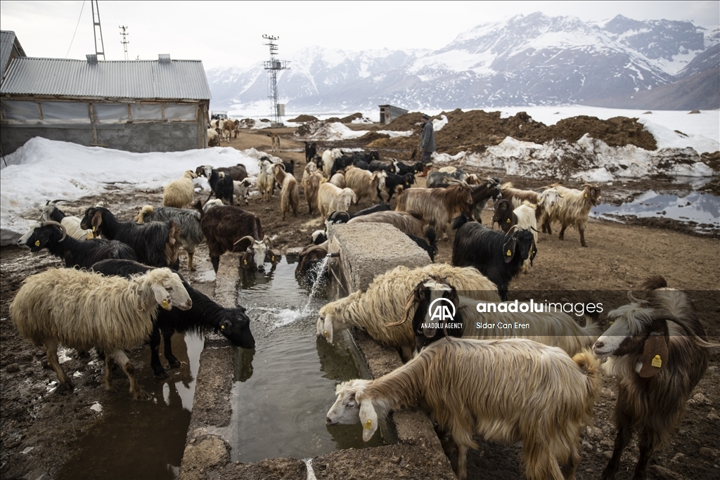 Ajeldarên Tunceliyî bi xwedîkirina karik û berxikan pêşwaziya biharê dikin 12