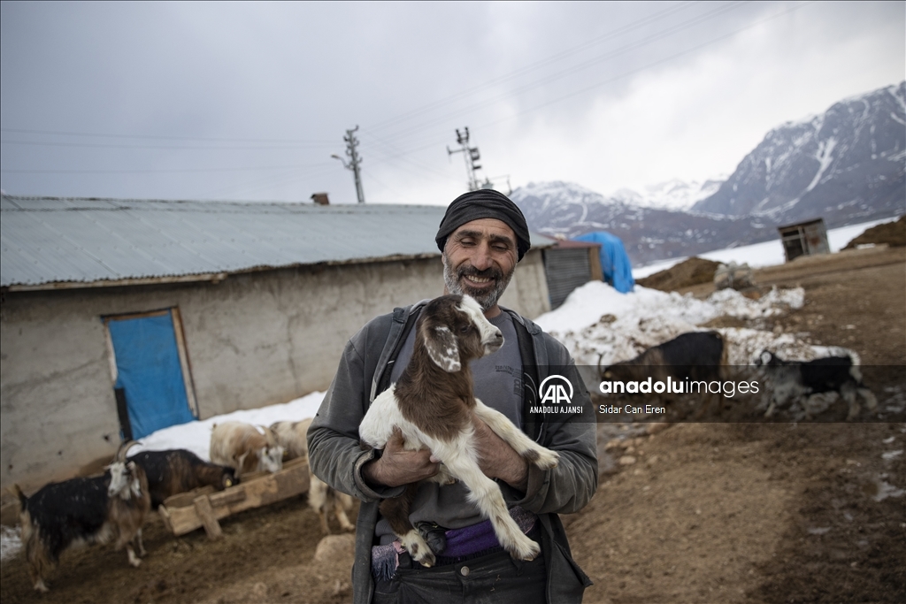Tuncelili besiciler baharın müjdecisi oğlak ve kuzuları büyütme telaşında