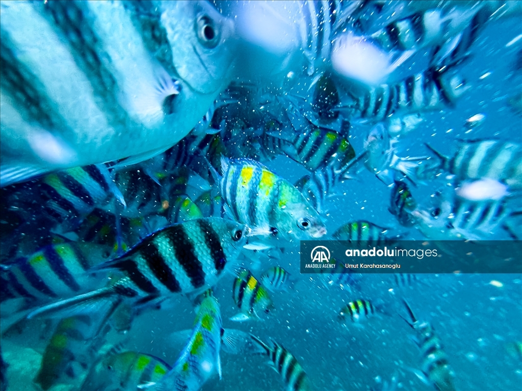 Zanzibar Island draws visitors with unique "Blue Safari" tours