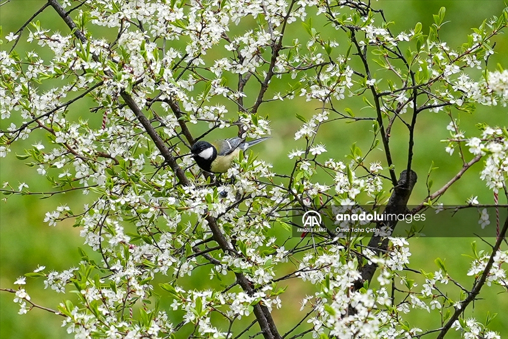 Ankara'da ilkbahar