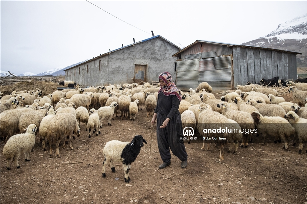 Ajeldarên Tunceliyî bi xwedîkirina karik û berxikan pêşwaziya biharê dikin 17