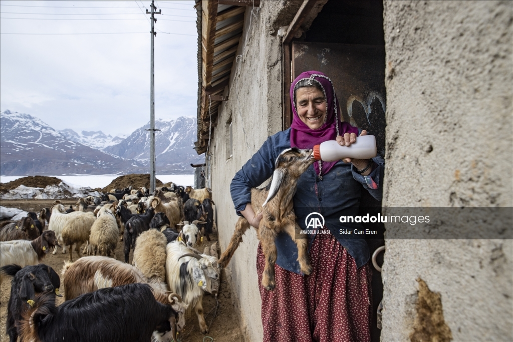 Tuncelili besiciler baharın müjdecisi oğlak ve kuzuları büyütme telaşında