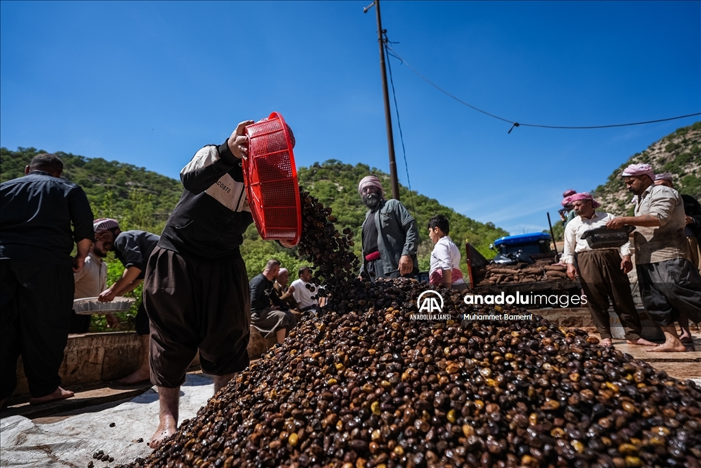 Laleş Tapınağı’nda zeytin hasadı