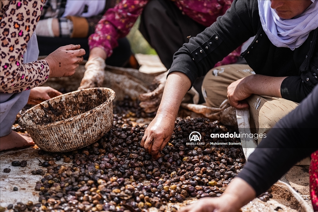 Laleş Tapınağı’nda zeytin hasadı
