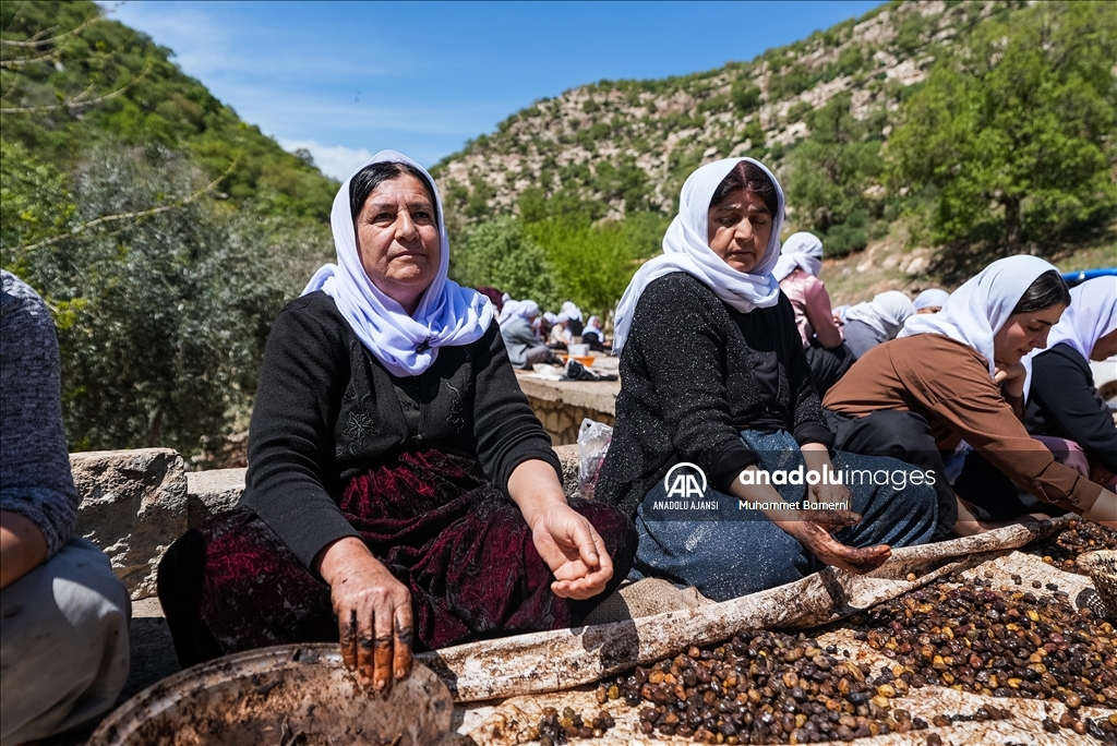 Laleş Tapınağı’nda zeytin hasadı
