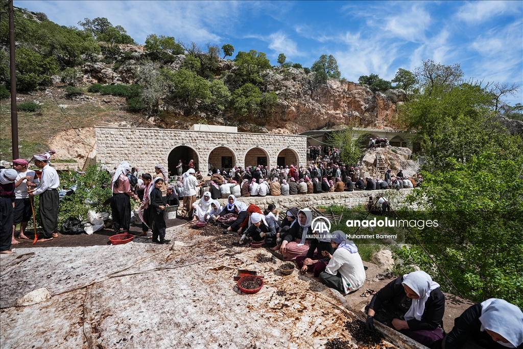 Laleş Tapınağı’nda zeytin hasadı