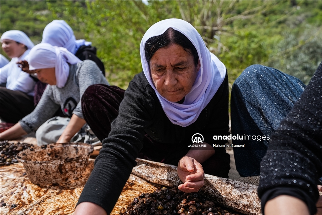 Laleş Tapınağı’nda zeytin hasadı