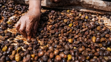 بەڕێوەچوونى ڕێوڕەسمی دروستکردنی زەیتی زەیتون لە پەرستگای لالش