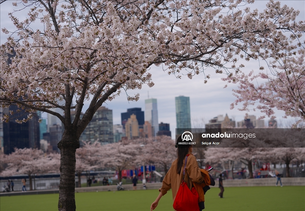 Proljeće uz behar japanske trešnje u New Yorku
