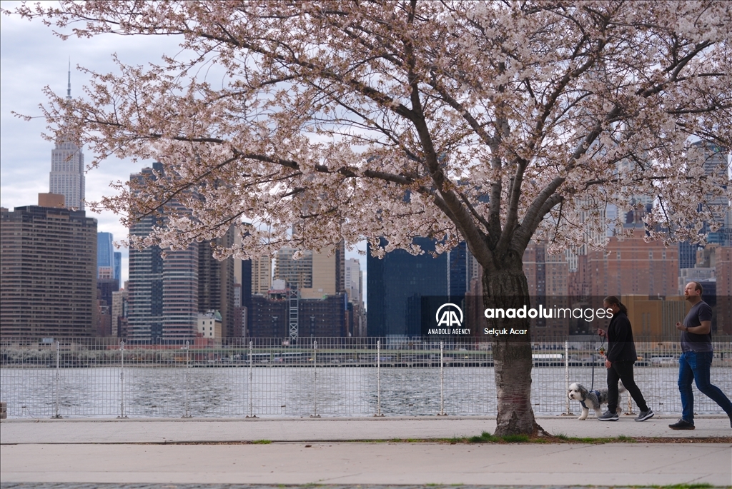 Proljeće uz behar japanske trešnje u New Yorku