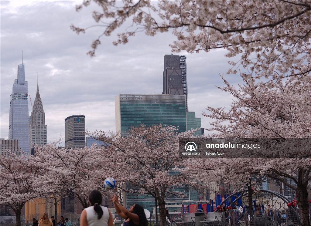 Proljeće uz behar japanske trešnje u New Yorku