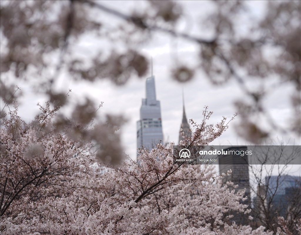 Proljeće uz behar japanske trešnje u New Yorku