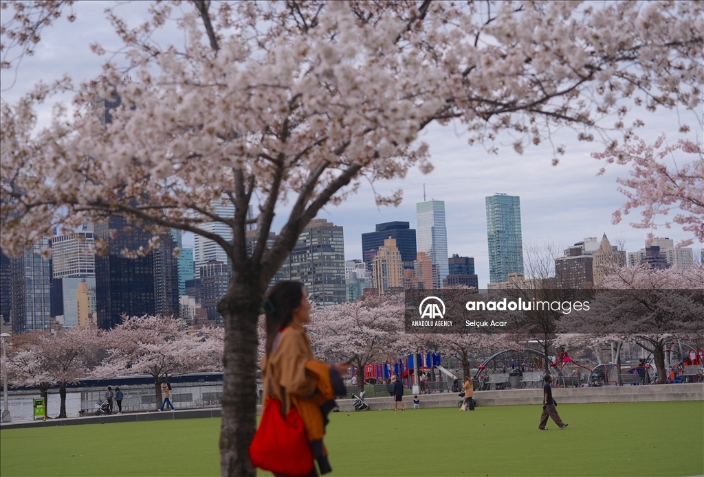 Proljeće uz behar japanske trešnje u New Yorku