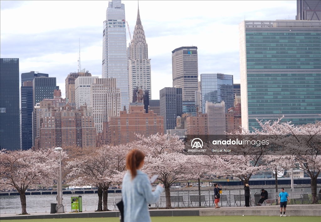 Proljeće uz behar japanske trešnje u New Yorku