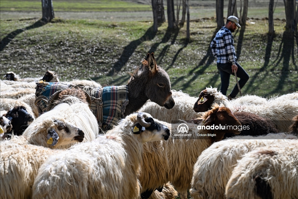 Li Wanê heywandaran piştî zivistaneke dijwar pezên xwe berdan çolê