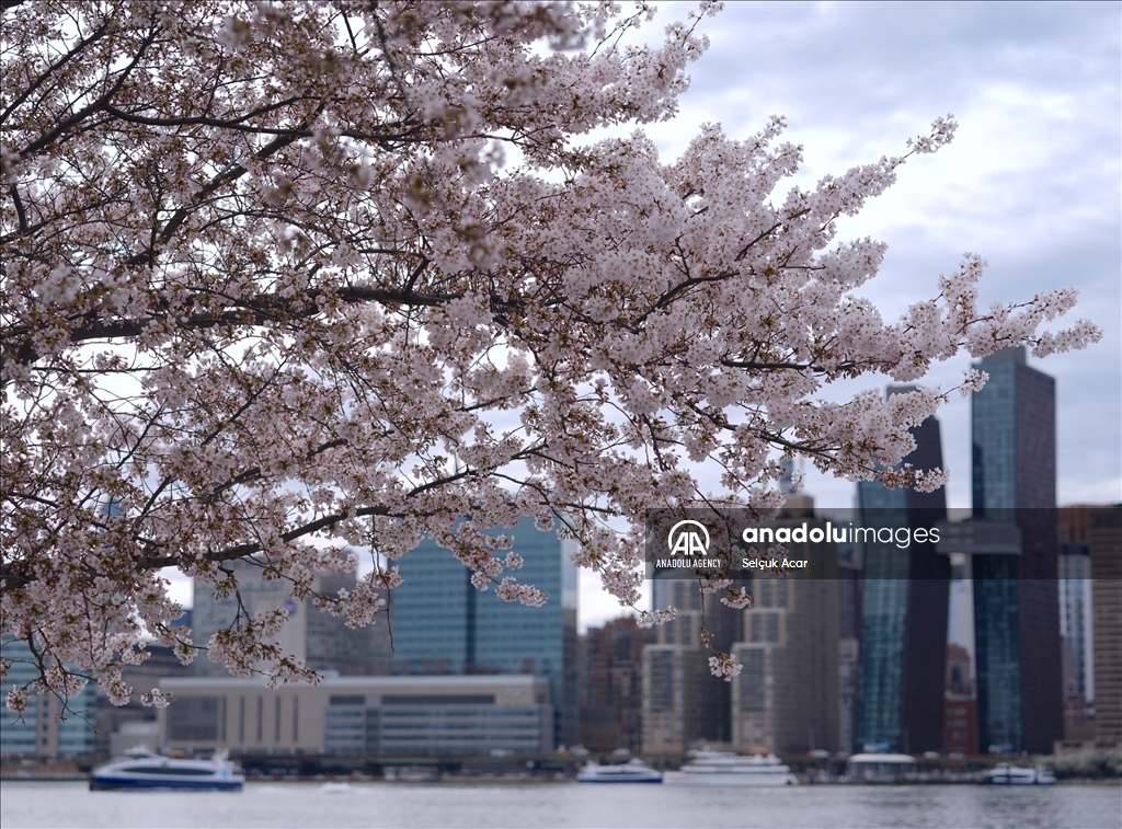 Proljeće uz behar japanske trešnje u New Yorku