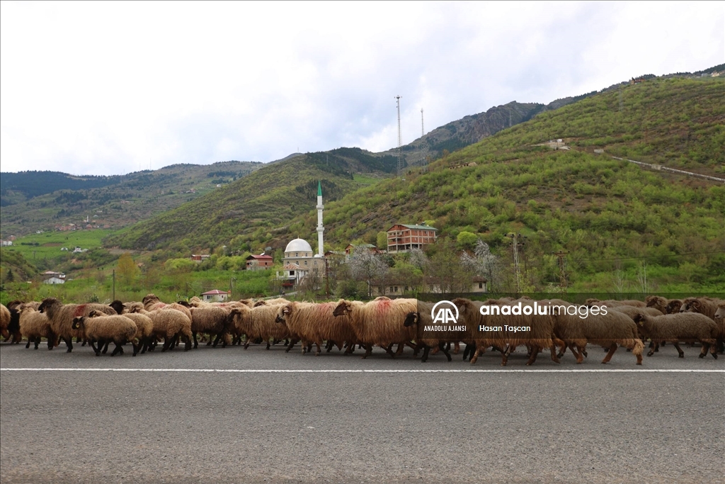 Trabzon bahar renklerine büründü