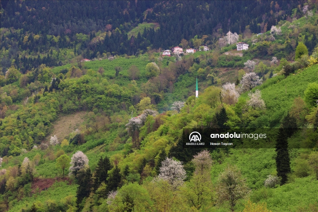 Trabzon bahar renklerine büründü