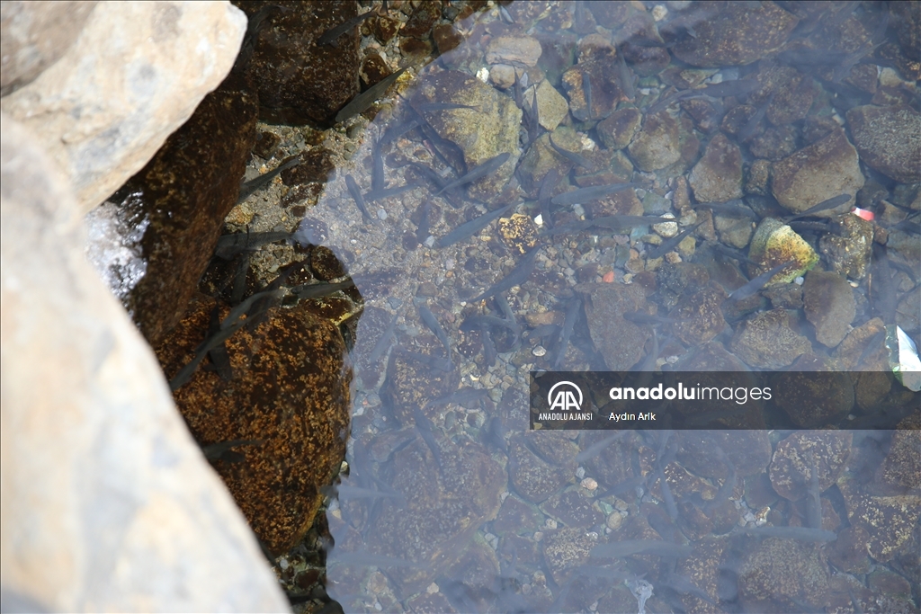 Volkanik dağın eteklerindeki "doğal akvaryum"da üç tür balık yaşıyor