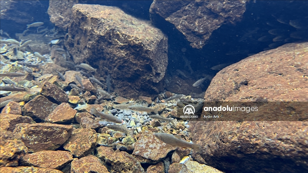 Volkanik dağın eteklerindeki "doğal akvaryum"da üç tür balık yaşıyor