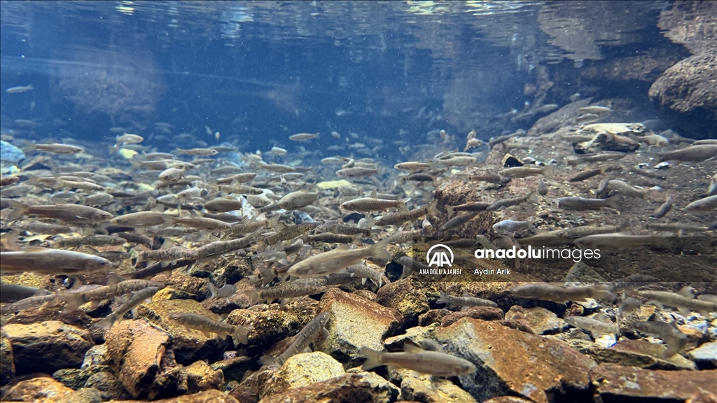 Volkanik dağın eteklerindeki "doğal akvaryum"da üç tür balık yaşıyor