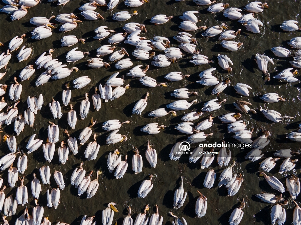 Lake Cavuscu hosts pelicans on migration route in Turkiye's Konya