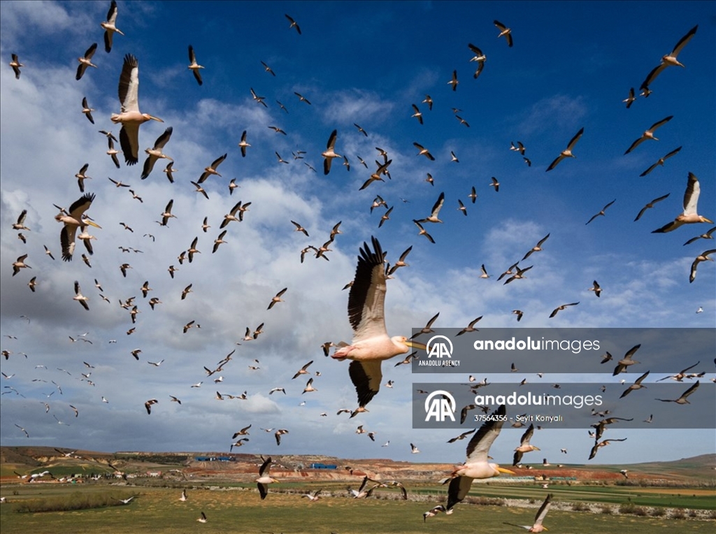 Danau Havasu jadi rumah bagi burung pelikan dalam rute migrasi di Konya, Turki