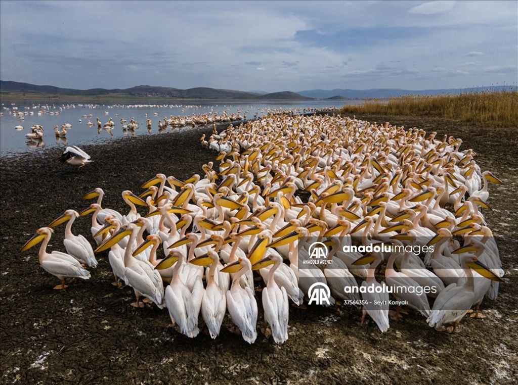 Danau Havasu jadi rumah bagi burung pelikan dalam rute migrasi di Konya, Turki