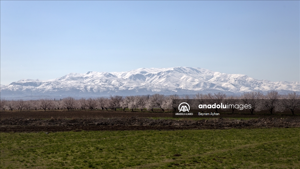 Malatya çiçek açtı