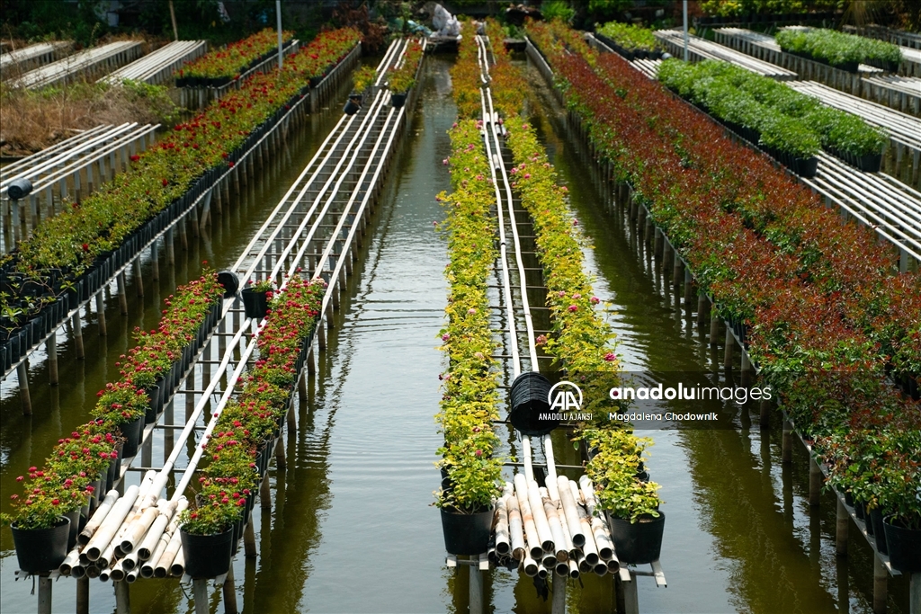 Vietnam’ın çiçekleriyle ünlü Sa Dec Kasabasında renkli manzaralar