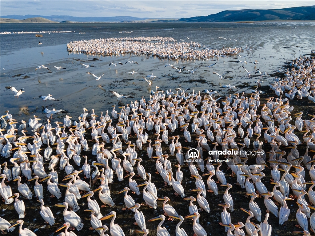 Lake Cavuscu hosts pelicans on migration route in Turkiye's Konya