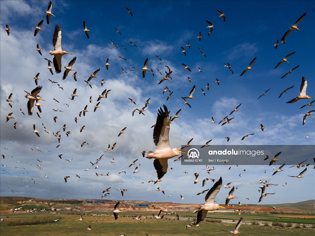 Lake Cavuscu hosts pelicans on migration route in Turkiye's Konya