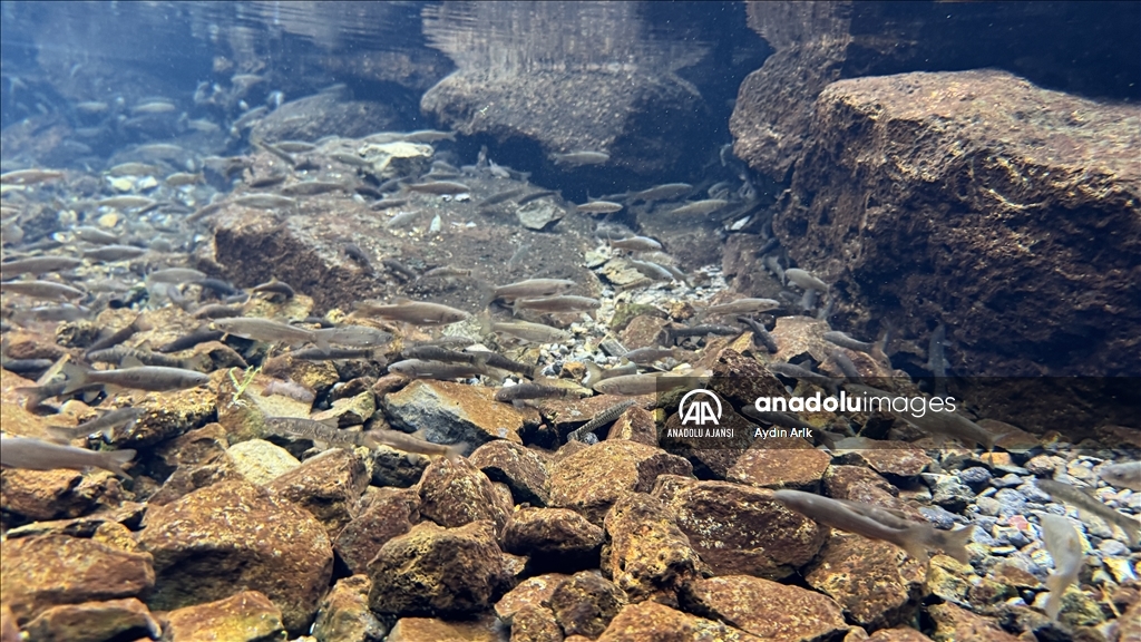 Volkanik dağın eteklerindeki "doğal akvaryum"da üç tür balık yaşıyor
