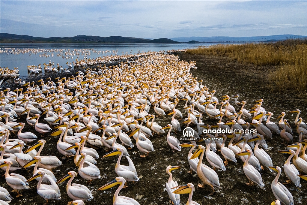 Lake Cavuscu hosts pelicans on migration route in Turkiye's Konya