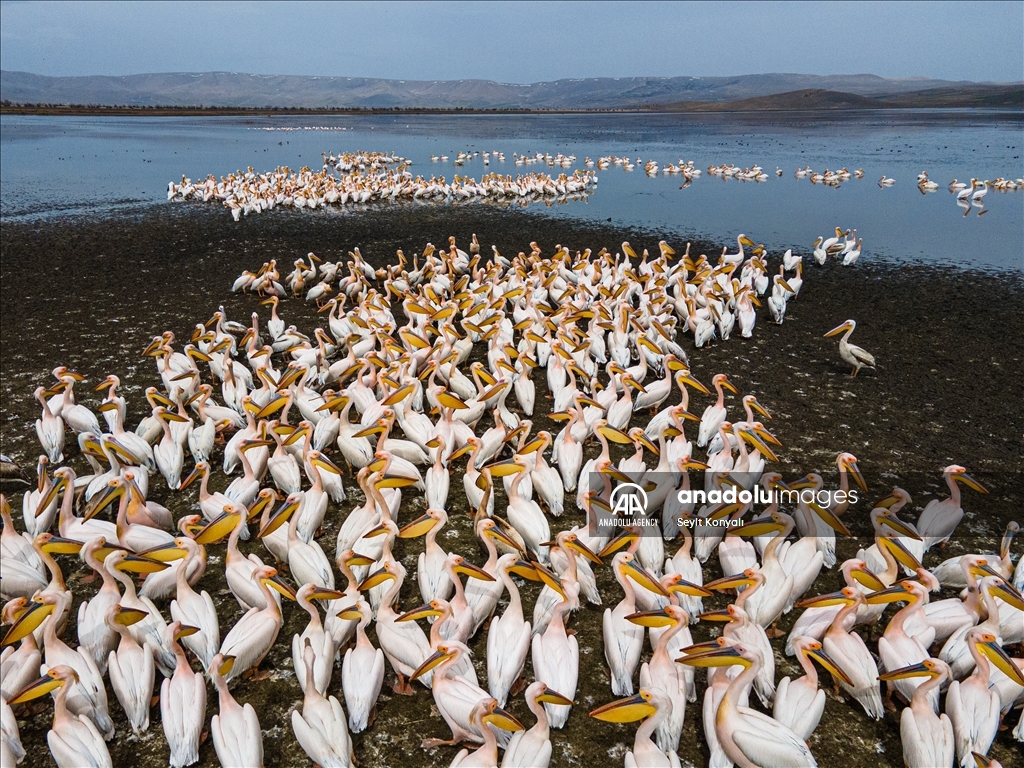 Lake Cavuscu hosts pelicans on migration route in Turkiye's Konya