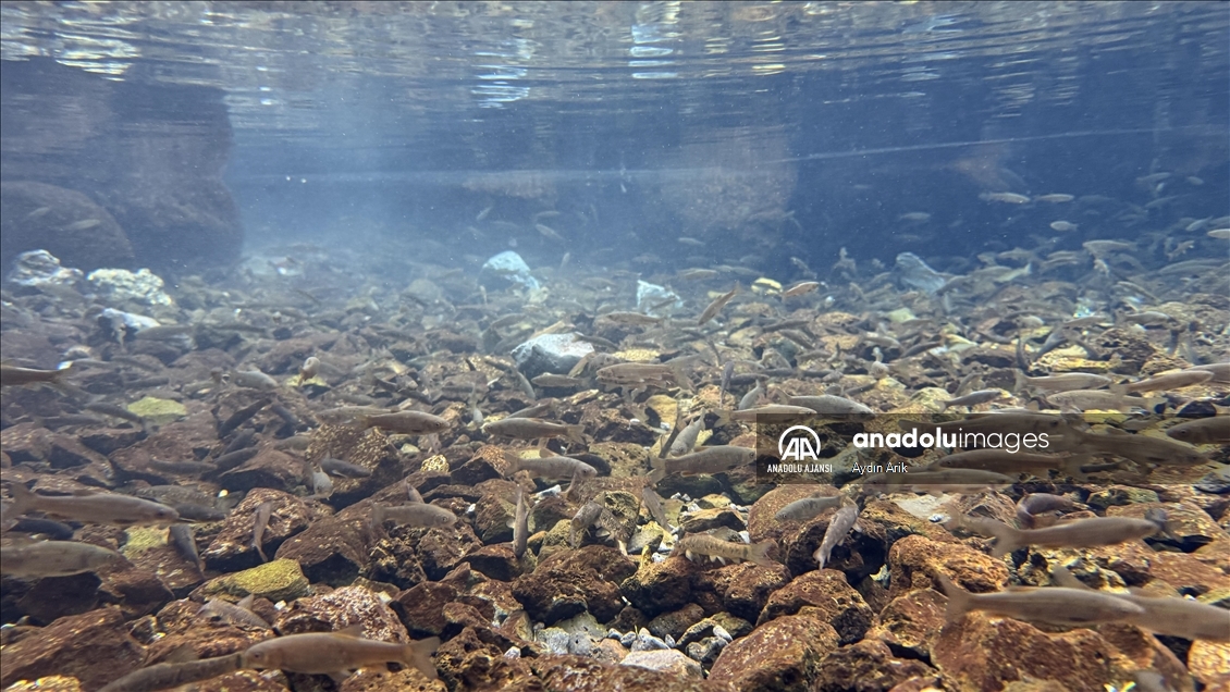 Volkanik dağın eteklerindeki "doğal akvaryum"da üç tür balık yaşıyor