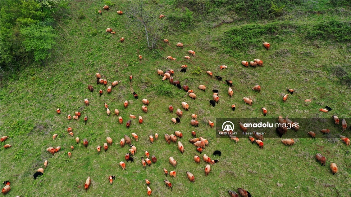 Koyunların peşinde 46 yıldır süren 12 saatlik mesai