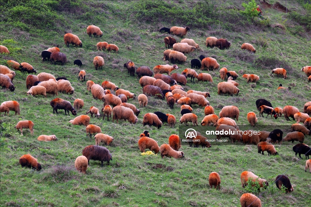 Koyunların peşinde 46 yıldır süren 12 saatlik mesai
