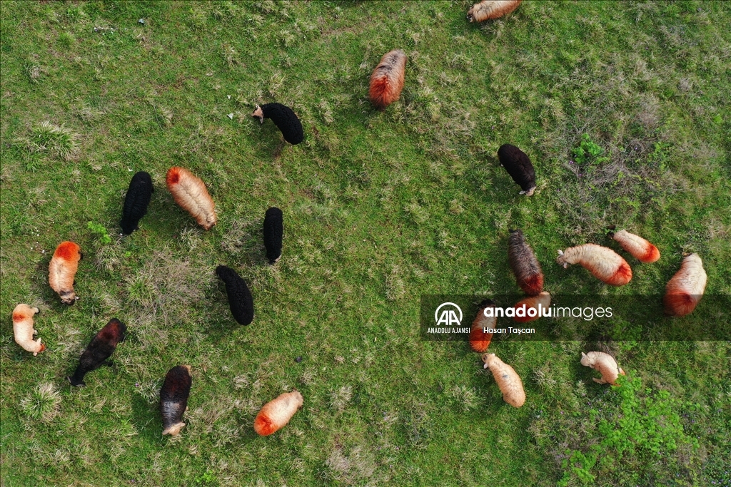 Koyunların peşinde 46 yıldır süren 12 saatlik mesai