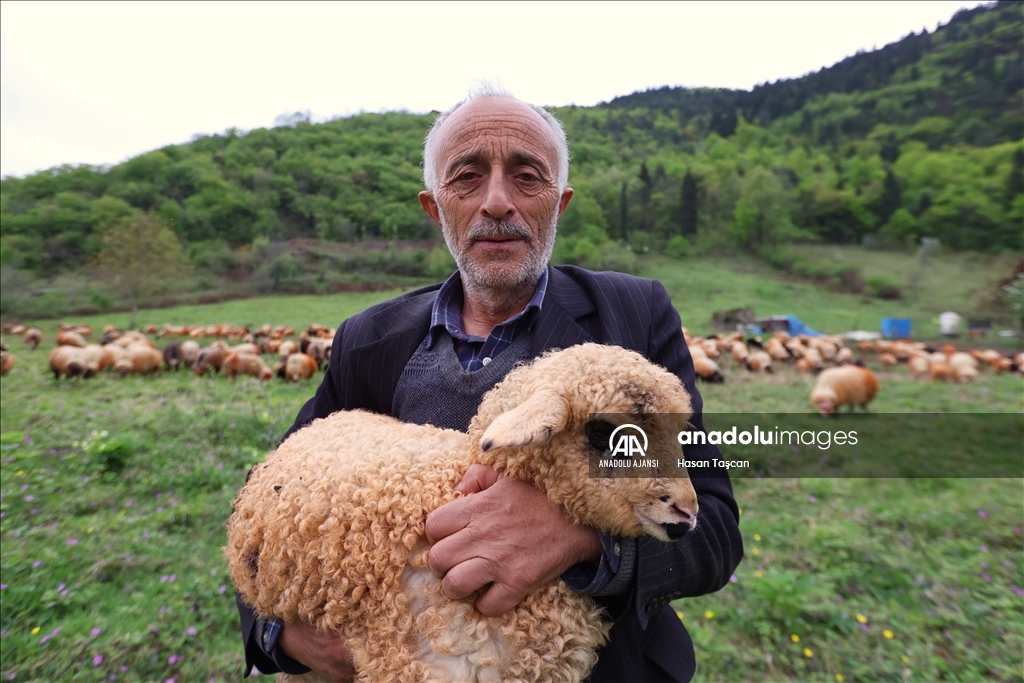 Koyunların peşinde 46 yıldır süren 12 saatlik mesai