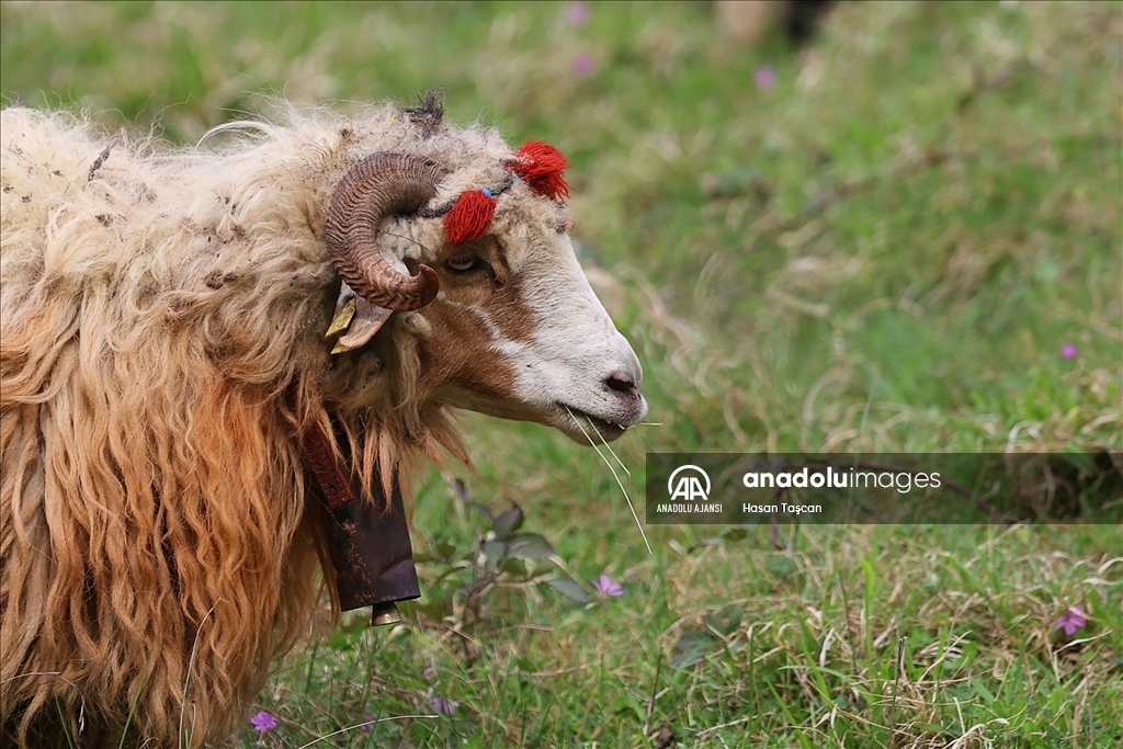 Koyunların peşinde 46 yıldır süren 12 saatlik mesai